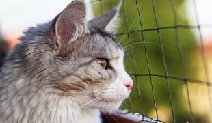 Katzenschutznetz