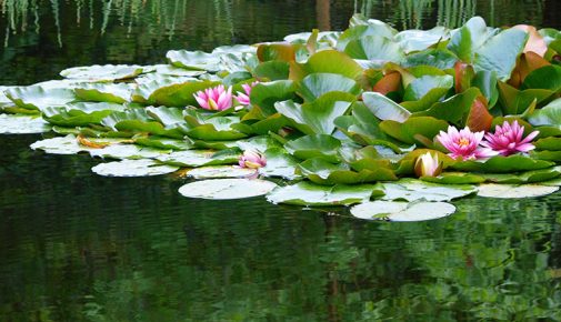 Teichmythen: Die Pflege des Gartenteichs