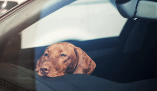 Hund im Auto bei Hitze