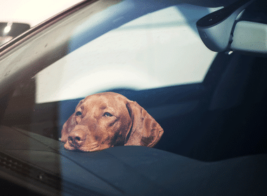 Hund im Auto bei Hitze