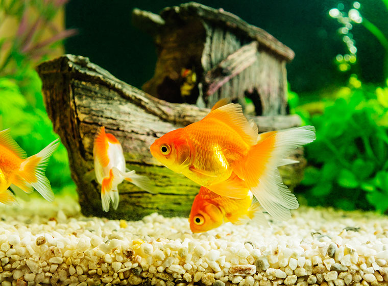 Aquarium Fische Ohne Futter Wie Lange