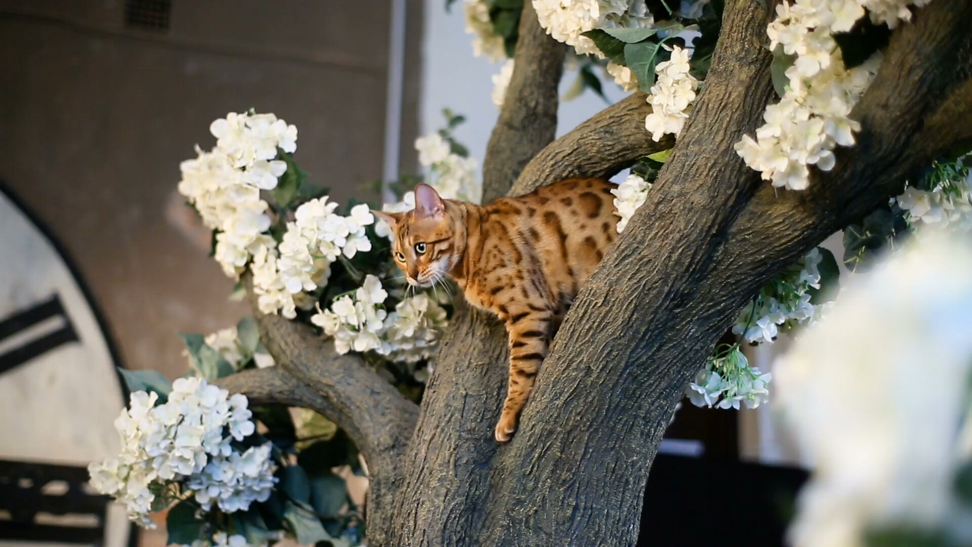 Bengal Katze Charakter, Größe & Erziehung Steckbrief