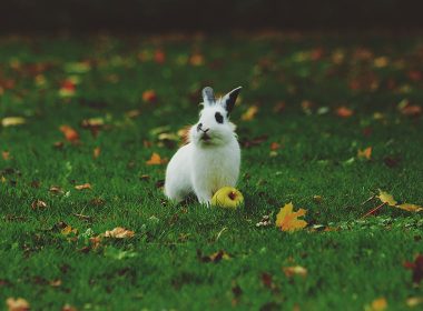 Zwergkaninchen