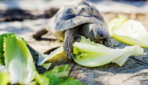 Landschildkröte