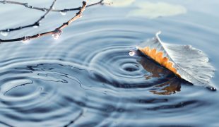 Teichpflege im Winter: Gartenteich winterfest machen