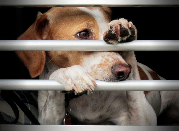 Welttierschutztag: Tierschutzorganisationen