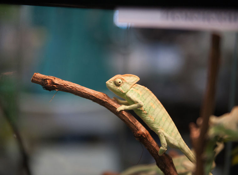 Welche Reptilien machen Winterruhe?