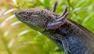 Schwarzer Axolotl schwimmt zwischen Wasserpflanzen.
