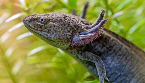 Schwarzer Axolotl schwimmt zwischen Wasserpflanzen.