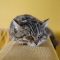 Allergien bei der Katze