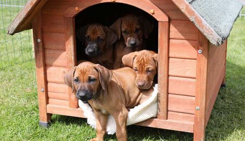 Hundekauf beim Züchter