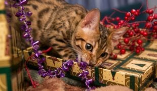 Weihnachtszeit Katze