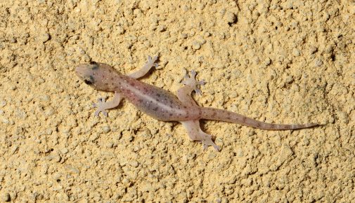 asiatischer hausgecko