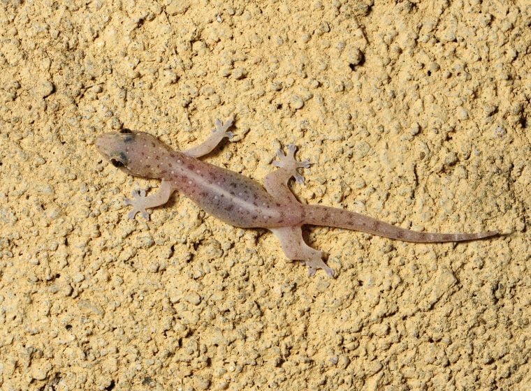 asiatischer hausgecko