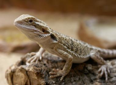 Bartagame sitzt auf einem Stück Holz und blickt nach oben.