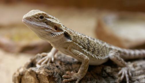 Bartagame sitzt auf einem Stück Holz und blickt nach oben.