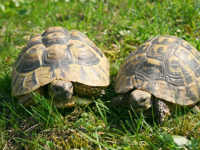 Landschildkröte Pflege, Haltung & Lebensraum Steckbrief