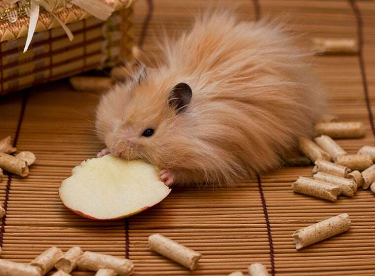 Teddyhamster Rasseportrait im Kleintier Magazin ZooRoyal Magazin