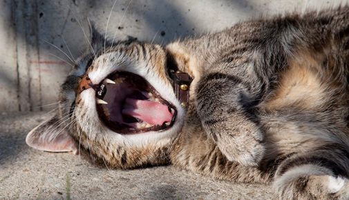 Zahngesundheit von Katzen: Zahnerkrankungen bei Katzen vorbeugen