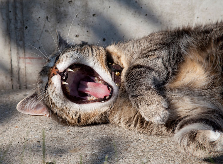 Zahngesundheit von Katzen: Zahnerkrankungen bei Katzen vorbeugen