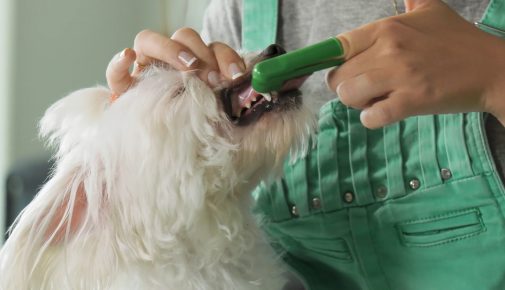 Zahngesundheit von Hunden