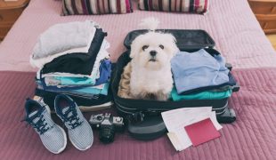Checkliste Urlaub mit dem Hund