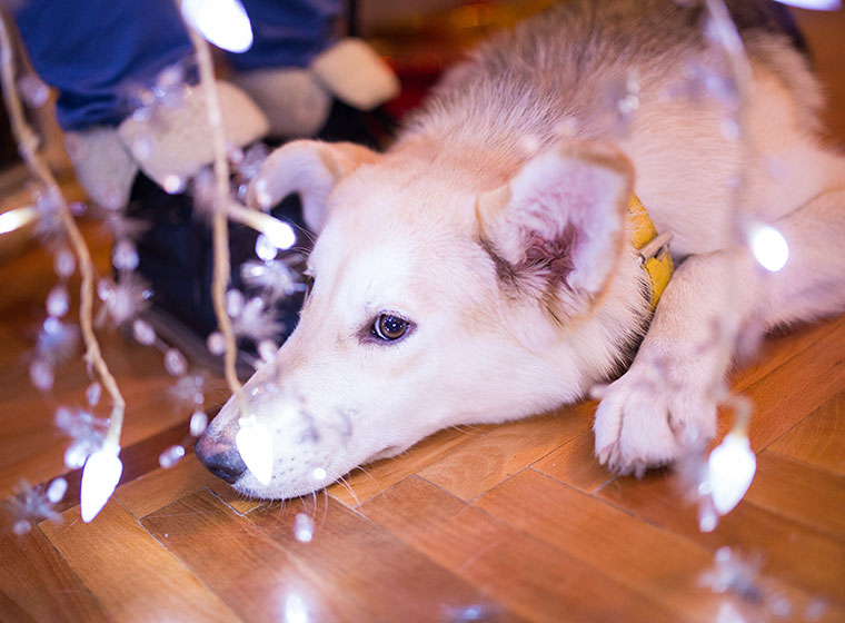 Silvester mit Haustier Stressfrei ins neue Jahr ZooRoyal Magazin