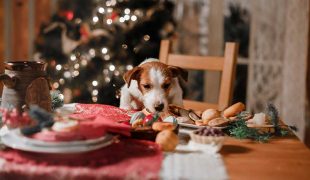 Backen für Hunde