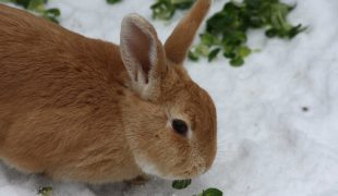 Kleintierhaltung im Winter