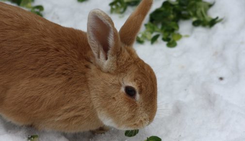 Kleintierhaltung im Winter