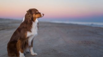 Australian Shepherd