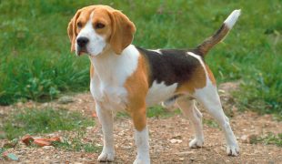 Beagle