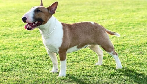 Bullterrier