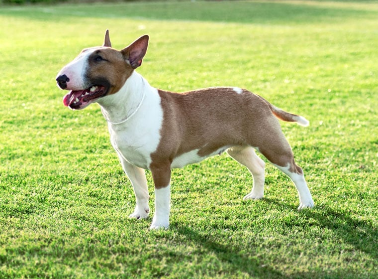 Bullterrier Rasseportrait Im Hunde Magazin Zooroyal Magazin