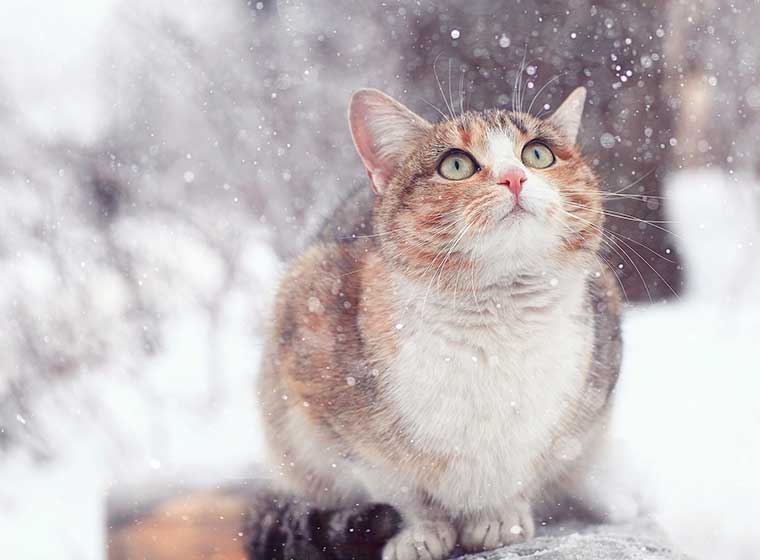 Freigänger im Winter