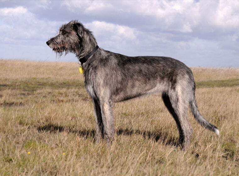 Irischer Wolfshund Oder Deutsche Dogge JSOPE irischer-wolfshund-oder-deutsche-dogge-jsope