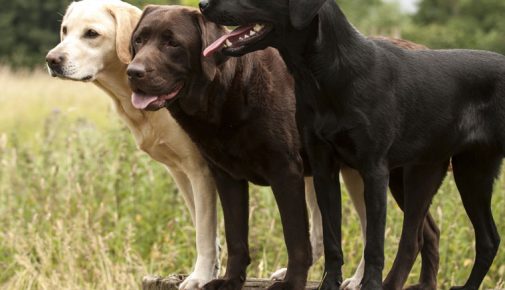 Labrador Retriever