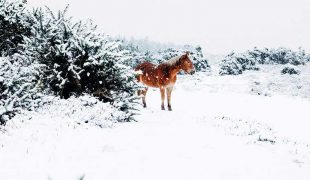 Pferdefütterung im Winter