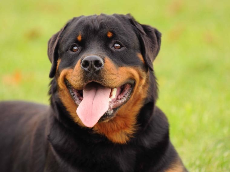 Rottweiler Charakter, Größe & Erziehung Steckbrief
