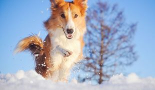 Hund frisst Schnee