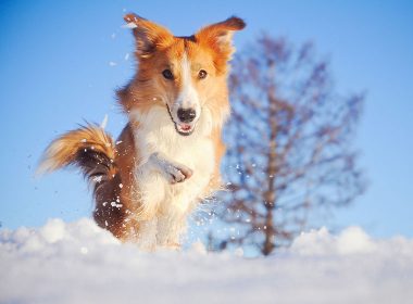 Hund frisst Schnee