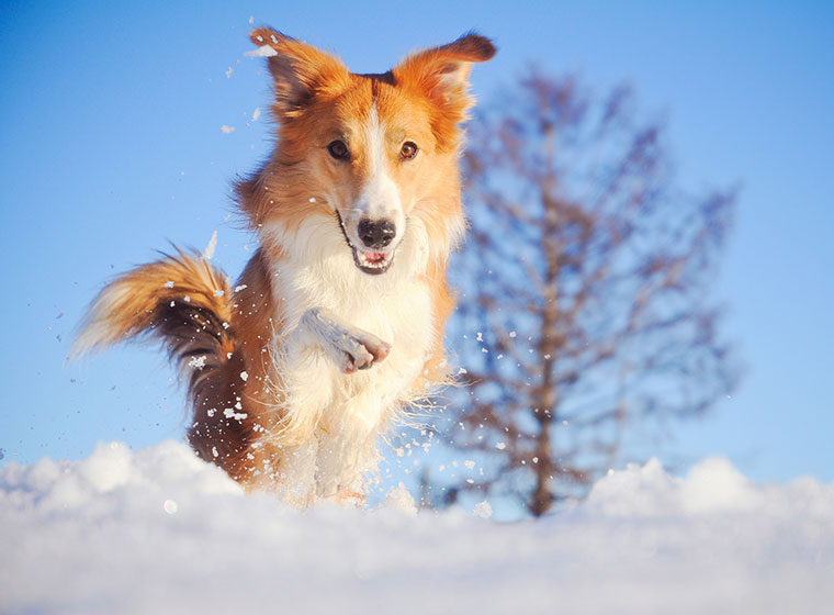 Schneegastritis beim Hund