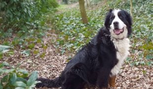 Berner Sennenhund