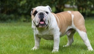 Englische Bulldogge