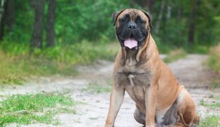 Bullmastiff