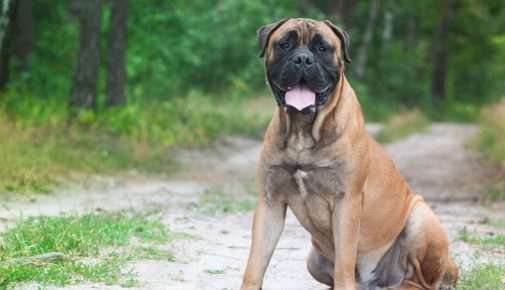 Bullmastiff