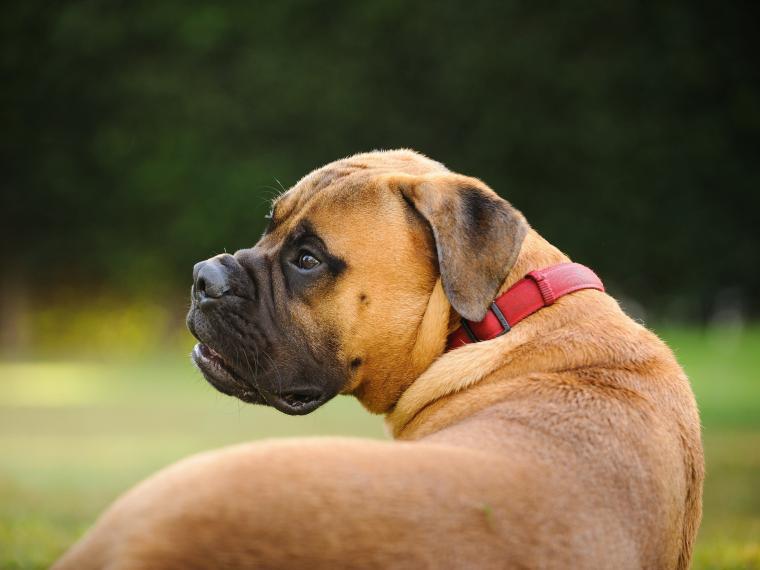 Kampfhunde: welche Rassen stehen auf der Liste?