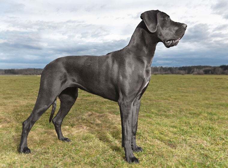 Deutsche Dogge Charakter, Größe & Erziehung Steckbrief Deutsche Dogge Charakter, Größe & Erziehung Steckbrief