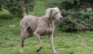 Weimaraner