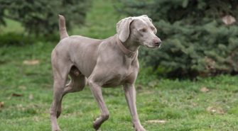 Weimaraner